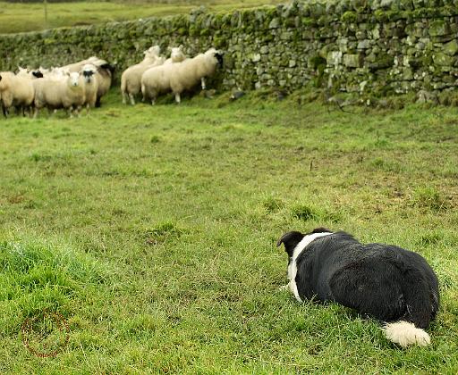 Border Collie 8M052D-05.JPG